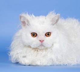 White cat head on blue background