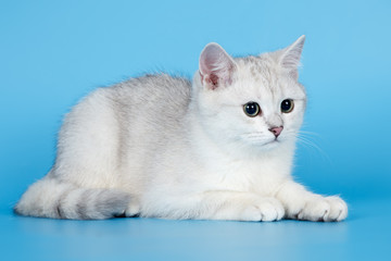 White kitten on blue background