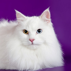 White cat on purple background