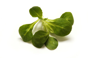 Valerianella locusta