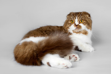 Scottish fold on grey background