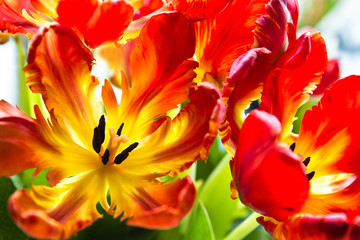 Parrot tulips with backlight - 39441252