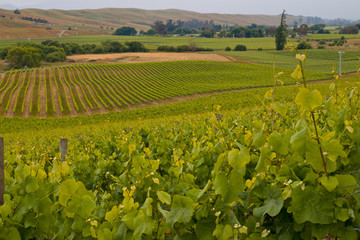 View of vineyard countryside