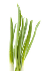 chives