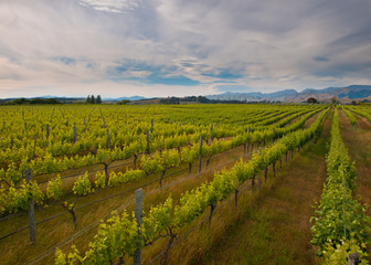 new zealand vineyard overview