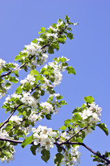White apple tree buds blooms spring background