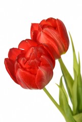 zwei Tulpen
