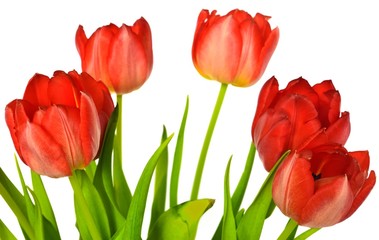 Tulpen