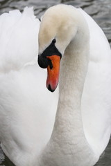 Obraz premium Schwan-2183b1