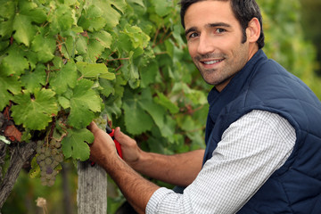 Man working in a vineyard