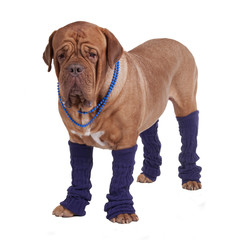 Dog with beads and leg warmers