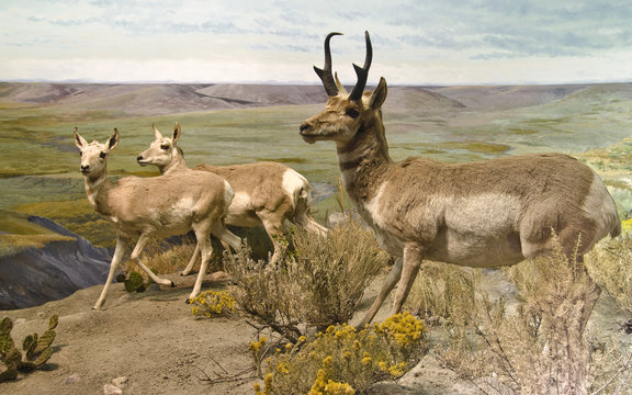 Pronghorn Trio