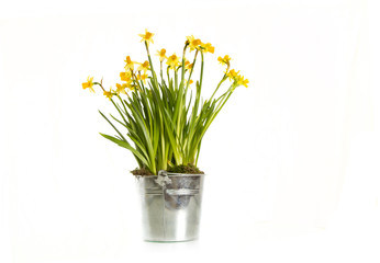 daffodils