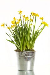 daffodils
