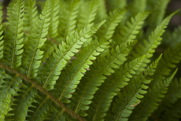 Green pattern