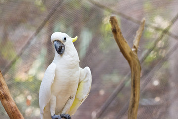 Yellow Cockatoo looking camera