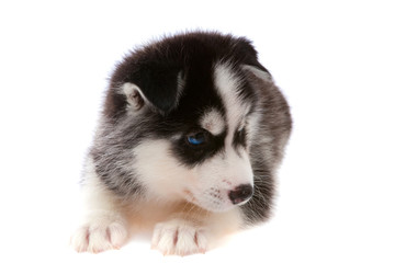 puppy a husky, isolated.