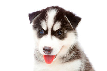 Obraz premium puppy a husky,isolated.