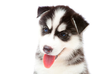 puppy a husky, isolated.