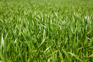 growing green grass at springtime