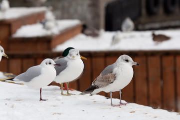 seagull at winter time