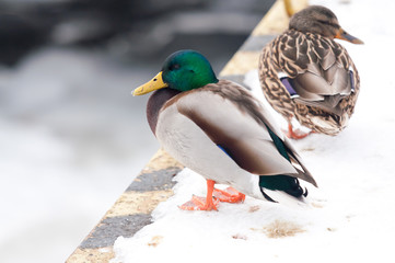 wild duck at winter time