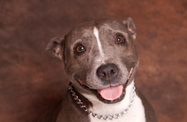 chien American staffordshire terrier femelle