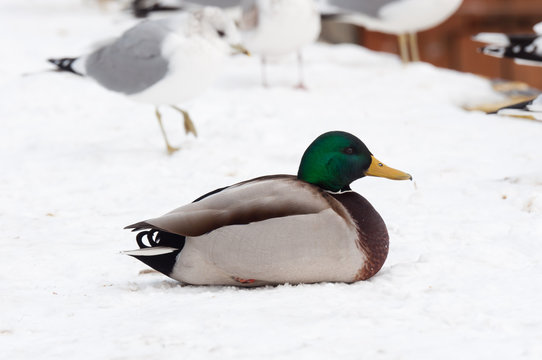 wild duck at winter time