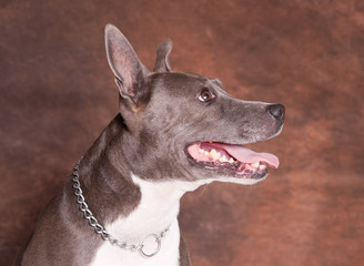 chien American stafforshire terrier femelle de profil