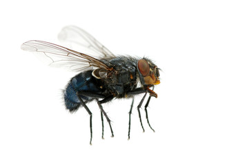 fly on a white