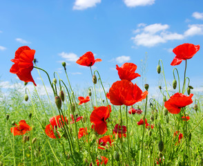 red poppies