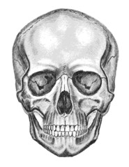 Skull. Trace, don't easy edit