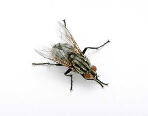 fly on a white