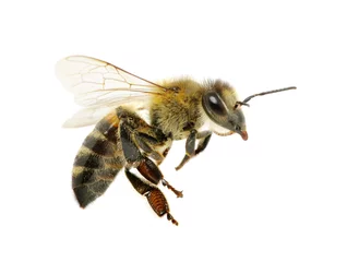 Foto auf Acrylglas Biene Biene
