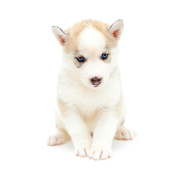 puppy a husky, isolated.