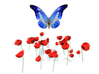 the butterfly and the poppies