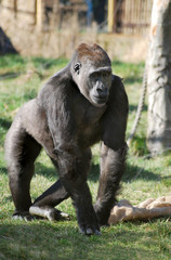 Naklejka premium A gorilla in captivity in a zoo situation
