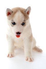 puppy a husky, isolated.