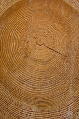 Fototapeta premium Jahresringe