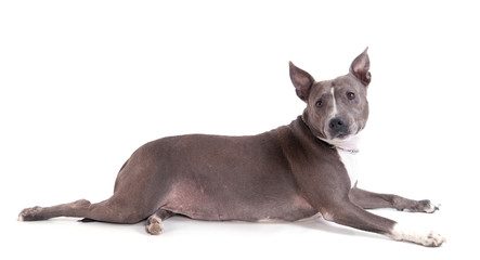 femelle American Staffordshire terrier