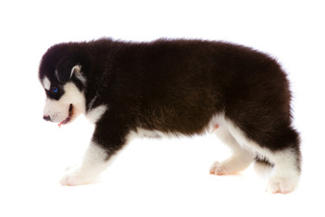 puppy a husky ,isolated.