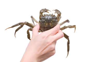 Holding a crab (Clipping path!)