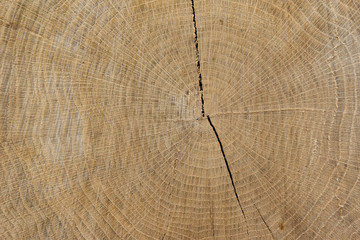 Hartes Holz