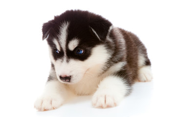 puppy a husky ,isolated.