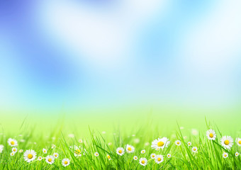 Fototapeta na wymiar Piękna wiosna łąki z Daises kwiaty w trawie