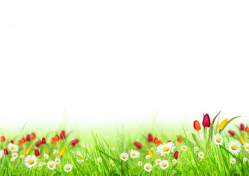 Beautiful spring meadow isolated on white background