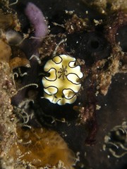 Nudibranch - Glossodoris atromarginata