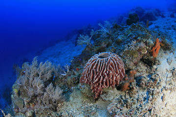 Tropisches Korallenriff