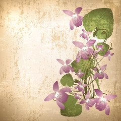 Vintage background with wild violet flowers