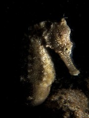 Spiny Seahorse -  Hippocampus hystrix